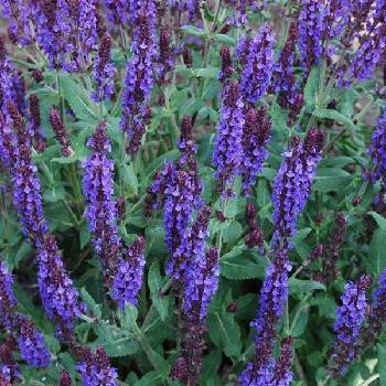 Шалфей Salvia nemorosa ‘Deep Blue Field’ 